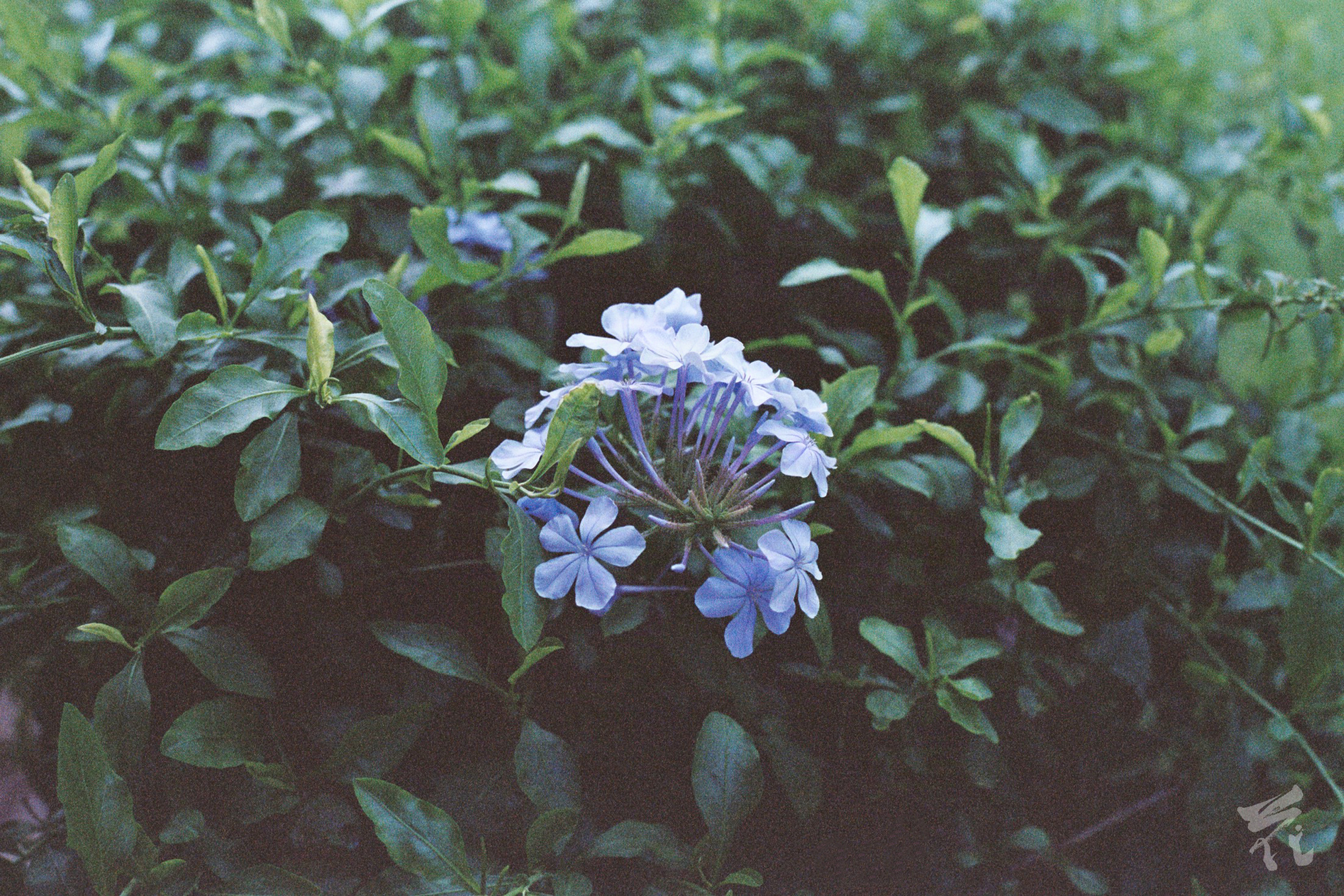Blue flowers on a background of green leaves