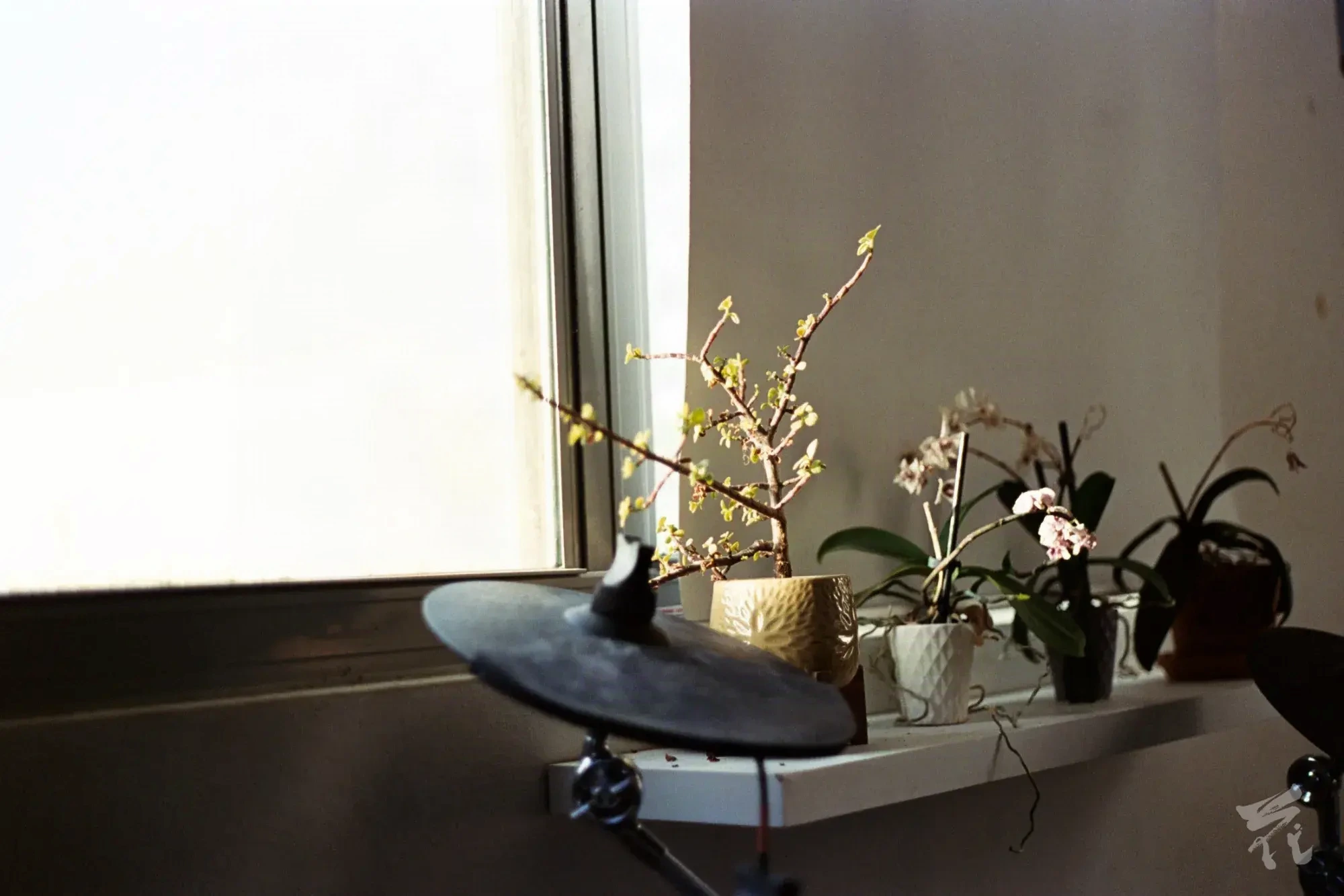 Analog photograph taken on color film. Shows a side view of a windowsill with two guillotine windows from the inside of a house. One of them fully open and the other is fully closed with a blackout curtain in front. This image is almost a side view of the windows. A soft yellow light enters through the open window. A small shelf protrudes from the windowsill with four plants on them all with different shapes and sizes of pots. One of them is a jade bonsai the other three are orchids, the orchids are in the shadow of the closed window. A drumming cymbal is seen in the foreground of the shot implying that there is a drumset out of frame, further confirmed by another cymbal in the background.